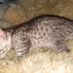 Mau, silver, Male, DOB 4-10-20