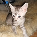 Mau, silver, Male, DOB 4-10-20