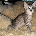 Mau, silver, Male, DOB 4-10-20