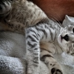 Tango, Mau, silver, Male, DOB 4-10-20