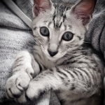 Tango, Mau, silver, Male, DOB 4-10-20