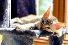 Harry Egyptian Mau silver male DOB 4-10-21