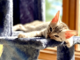 Harry Egyptian Mau silver male DOB 4-10-21