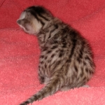 Egyptian Mau male DOB 4-10-21