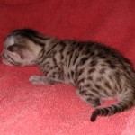 Egyptian Mau male DOB 4-10-21