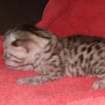 Egyptian Mau male DOB 4-10-21