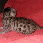 Egyptian Mau male DOB 4-10-21