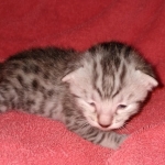 Egyptian Mau male DOB 4-10-21