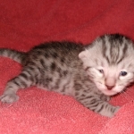 Egyptian Mau male DOB 4-10-21