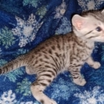 Harry Egyptian Mau male DOB 4-10-21