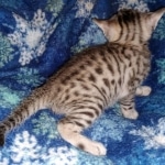 Harry Egyptian Mau male DOB 4-10-21