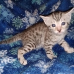 Harry Egyptian Mau male DOB 4-10-21