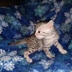 Harry Egyptian Mau male DOB 4-10-21