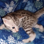 Harry Egyptian Mau male DOB 4-10-21