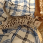 Harry Egyptian Mau male DOB 4-10-21