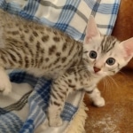 Harry Egyptian Mau male DOB 4-10-21