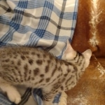 Harry Egyptian Mau male DOB 4-10-21