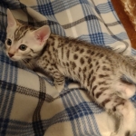Harry Egyptian Mau male DOB 4-10-21