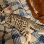 Harry Egyptian Mau male DOB 4-10-21