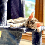 Harry Egyptian Mau male DOB 4-10-21