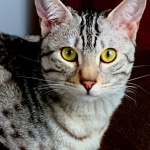 Harry Egyptian Mau male DOB 4-10-21