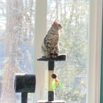 Harry Egyptian Mau male DOB 4-10-21