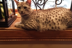 Greybel Egyptian Mau silver male DOB 4-13-22