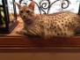 Greybel Egyptian Mau silver male DOB 4-13-22