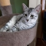 Greybel Mau silver male DOB 4-13-22