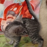 Greyson Mau silver male DOB 4-13-22