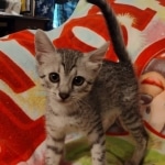 Greyson Mau silver male DOB 4-13-22