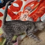 Greyson Mau silver male DOB 4-13-22