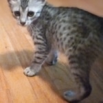 Greyson Mau silver male DOB 4-13-22