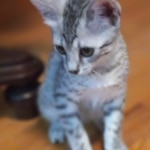 Greyson Mau silver male DOB 4-13-22