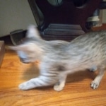 Greyson Mau silver male DOB 4-13-22