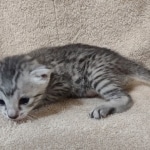 Mau silver male DOB 4-13-22