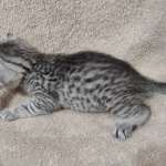 Mau silver male DOB 4-13-22