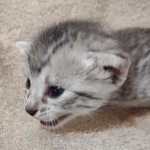 Mau silver male DOB 4-13-22