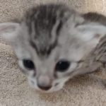 Mau silver male DOB 4-13-22