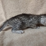 Mau silver male DOB 4-13-22