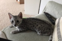Leo Egyptian Mau Silver Male DOB 4-18-19