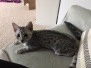 Leo Egyptian Mau Silver Male DOB 4-18-19
