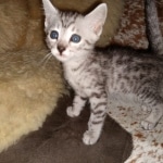 Mau, silver, male, DOB 4-18-19