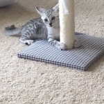 Leo, Mau, silver, male, DOB 4-18-19