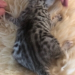 Mau, silver, male, DOB 4-18-19