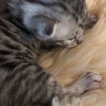 Mau, silver, male, DOB 4-18-19