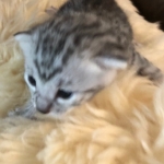 Mau, silver, male, DOB 4-18-19