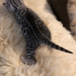 Mau, silver, male, DOB 4-18-19