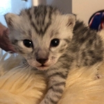 Mau, silver, male, DOB 4-18-19