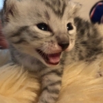 Mau, silver, male, DOB 4-18-19